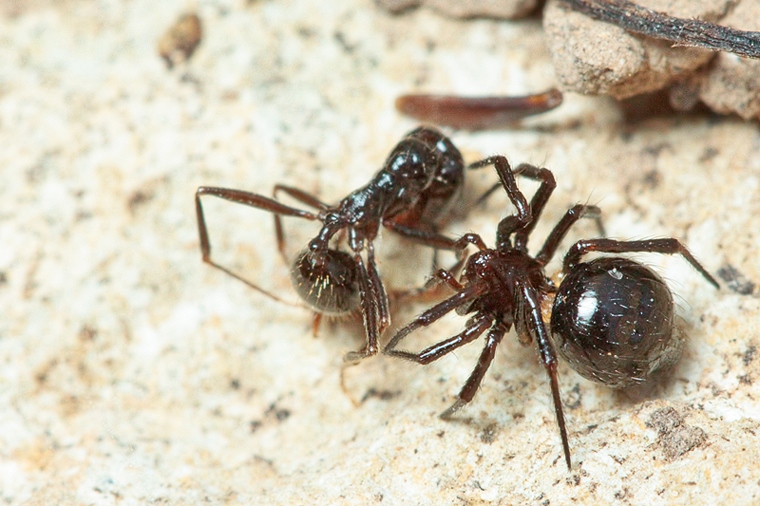 Euryopis episinoides
